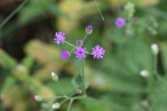 Vernonia cinerea